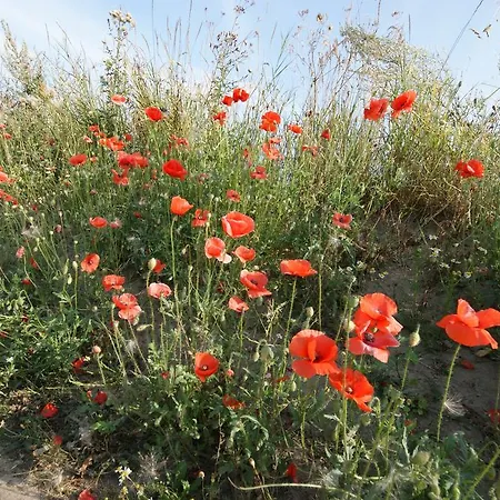 Hoefthus 8 Apartman Alt Reddevitz