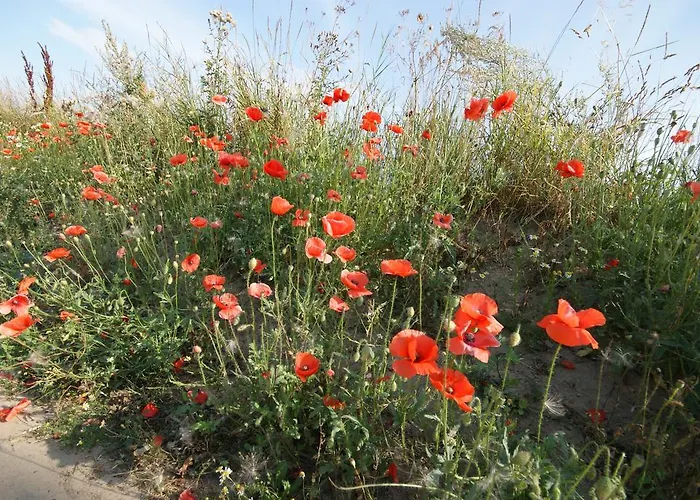 Hoefthus 8 Apartamento Alt Reddevitz